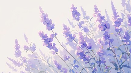 Fototapeta premium Beautiful lavender flowers are growing in a field on a bright summer day