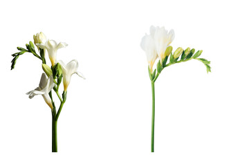 White Freesia flower on transparent background.