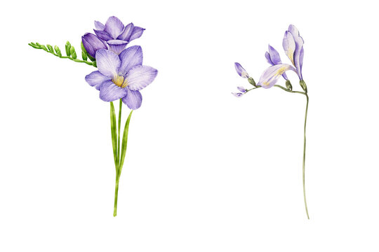 Violet freesia flower watercolor illustration on transparent background