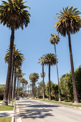 Beverly Hills Street Lined With Palm Trees