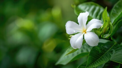 Obraz premium Macro shot of a single white flower against a green backdrop of Wrightia religiosa or Dok Mok