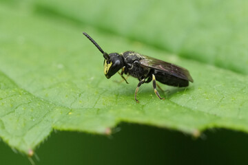 Closeup on a male of the White jawed yellow faced masked bee, Hylaeus communis on a green leaf
