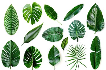 Fototapeta premium Set of Tropical leaves isolated on white background. Beautiful tropical exotic foliage