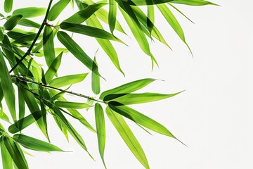 Naklejka premium Bamboo leaves on white background