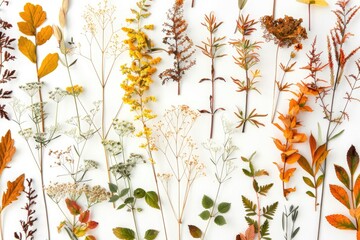 Pressed Dried Herbarium of Various Plants on White Background