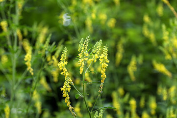 Melilot yellow, ribbed melilot (Melilotus officinalis) blooms in the wild in summer