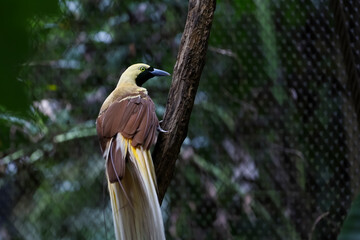 The lesser bird of paradise in nature