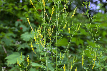 Melilot yellow, ribbed melilot (Melilotus officinalis) blooms in the wild in summer