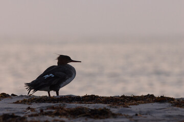 Mittelsäger am Strand.