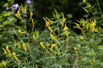 Melilot yellow, ribbed melilot (Melilotus officinalis) blooms in the wild in summer
