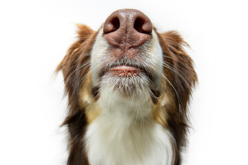 Close-up mouth and nose australian shepherd dog. Isolated on white background