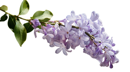 Photograph of a single lilac flower, its delicate petals unfurling against a backdrop of lush greenery, bathed in soft sunlight
