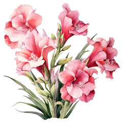 Fototapeta premium Gladiolus, isolated on transparent background