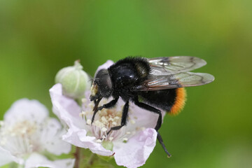 Closeup on a colorful European bumblebee-mimicking plumehorn, hoverfly, Volucella bombylans
