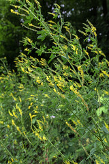 Melilot yellow, ribbed melilot (Melilotus officinalis) blooms in the wild in summer