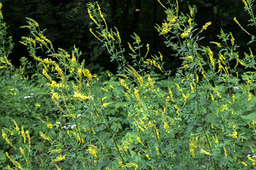 Melilot yellow, ribbed melilot (Melilotus officinalis) blooms in the wild in summer