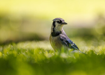 Blue Jay standing on the grass looking at the camera and around.