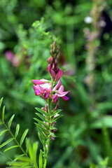 Aufgehende Blüte einer Esparsette