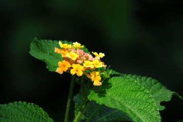 Yellow and orange lantana flower. heat-loving flowering shrub.