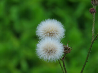 Dandelion head on the green backgroynd. Taraxacum erythrospermum, known by the common name red-seeded dandelion.