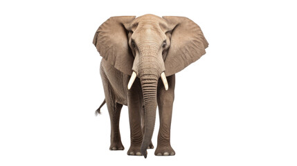 Obraz premium Elephant on a white background