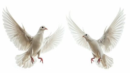 Fototapeta premium Graceful Gliders: Two Doves Soaring Against White Backdrop,generated by IA