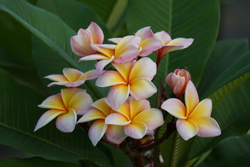 Beautiful frangipani flowers bloomed on the tree. Its scientific name is ,