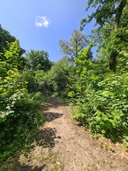 nature path in Plänterwald Forest in Berlin Treptow/Köpenick