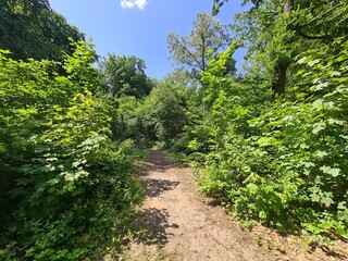 nature path in Plänterwald Forest in Berlin Treptow/Köpenick