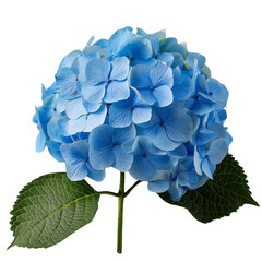 a single blue hydrangea flower in full bloom. The flower is positioned on a green stem and is set...