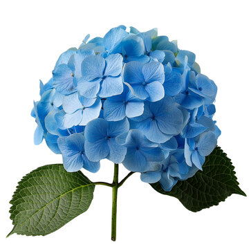 a single blue hydrangea flower in full bloom. The flower is positioned on a green stem and is set against a black background.