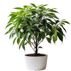  A green potted plant on a black background. The plant is full and lush. The pot is white.