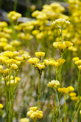 Obraz premium Close-up fresh yellow flowers grow wild in the meadow. Helichrysum stoechas.