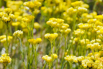 Close-up fresh yellow flowers grow wild in the meadow. Helichrysum stoechas.