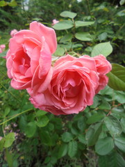 Obraz premium very beautiful flowering roses in the garden.