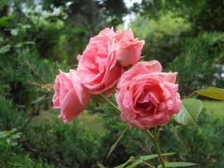 very beautiful flowering roses in the garden.