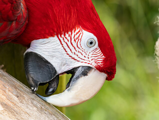 Colorful exotic parrot closeup of the red macaw. A scarlet macaw, resplendent in brilliant hues of red, blue, and yellow, perched against a lush tropical backdrop.