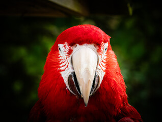 Colorful exotic parrot closeup of the red macaw. A scarlet macaw, resplendent in brilliant hues of red, blue, and yellow, perched against a lush tropical backdrop.