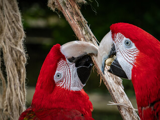 Colorful exotic parrot closeup of the red macaw. A scarlet macaw, resplendent in brilliant hues of red, blue, and yellow, perched against a lush tropical backdrop.