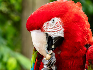 Colorful exotic parrot closeup of the red macaw. A scarlet macaw, resplendent in brilliant hues of red, blue, and yellow, perched against a lush tropical backdrop.
