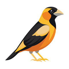 illustration of a evening grosbeak bird