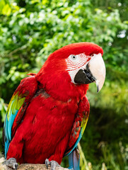 Colorful exotic parrot closeup of the red macaw. A scarlet macaw, resplendent in brilliant hues of red, blue, and yellow, perched against a lush tropical backdrop.