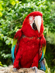 Colorful exotic parrot closeup of the red macaw. A scarlet macaw, resplendent in brilliant hues of red, blue, and yellow, perched against a lush tropical backdrop.
