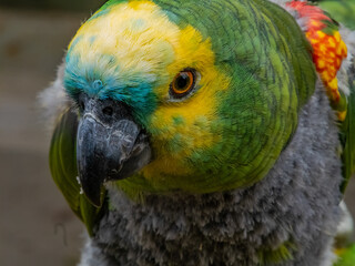 Yellow-naped Parrot (Amazona auropalliata). close up of a green feathered parrot, close up of green parrot eye with copy space