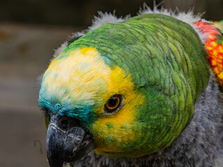 Yellow-naped Parrot (Amazona auropalliata). close up of a green feathered parrot, close up of green parrot eye with copy space