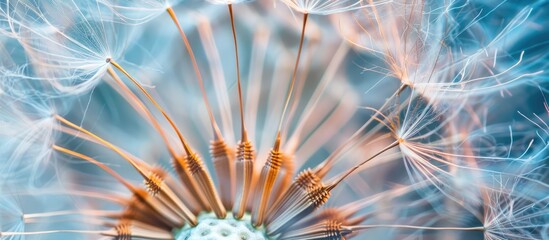 Macro photography of a whimsical dandelion