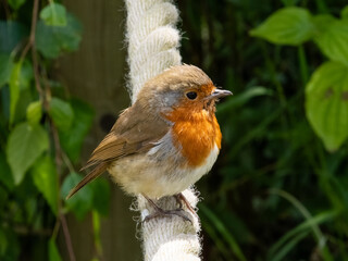 Close-up of European Robin perching on a tree or rope fence. A curious little red robin (Erithacus rubecula)