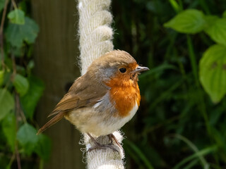 Close-up of European Robin perching on a tree or rope fence. A curious little red robin (Erithacus rubecula)