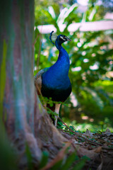 Obraz premium PAVO REAL 