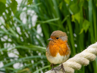 Close-up of European Robin perching on a tree or rope fence. A curious little red robin (Erithacus rubecula)